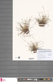 Image result for Syngonanthus welwitschii