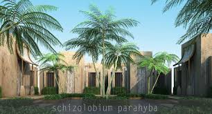 Image result for Schizolobium parahyba