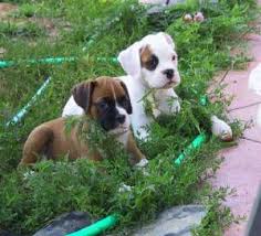 Lancaster puppies has boxers for sale! Titus Poppins Puppies 9 Weeks Boxer Dog Puppy Boxer Dogs Boxer Puppies