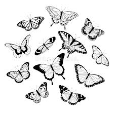 Black And White Butterfly Drawing Black And White Butterflies Collection Of Black And White Butterflies Isolated Spon Bu Butterfly Black And White White Butterfly Tattoo Butterfly Drawing