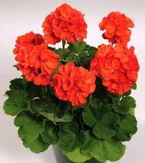 Geranium Geranium Plant Geraniums Geranium Flower