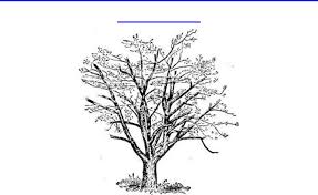 Tips mengerjakan psikotes menggambar pohon (tes baum) jaga kondisi tubuh dan pikiran anda tetap rileks dan tenang. Contoh Tes Psikotes Gambar Pohon Mangga 13 2021