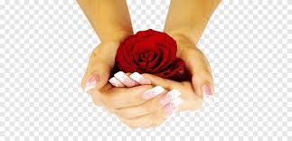 24 gambar bunga rose mawar cantik cocok untuk wallpaper. Bunga Mawar Warna Tangan Memegang Mawar Nail Art Wanita Cat Kuku Png Pngegg