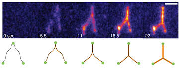 Die synonyme für im inneren sind zwischen 3 und 16 buchstaben lang. Mpi Cbg Entschlusselte Krafte Im Inneren Des Zellkerns