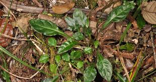 Image result for Geigeria brevifolia