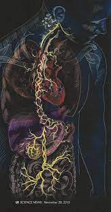 Stress Reduction And The Vagus Nerve Human Anatomy Art Medical Wallpaper Anatomy Art