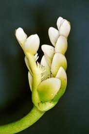 Image result for Aponogetonaceae