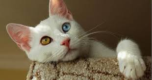 Turkish Van Cat Van Kedisi Cute Cats Cats Turkish Van Cats