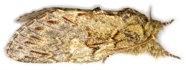 Image result for Peridea anceps