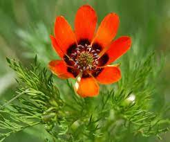 Adonis Flower Poisonous Plants Plants Flowers
