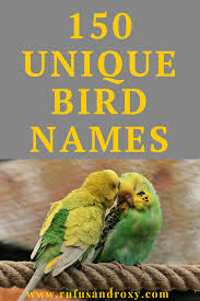 150 Top Bird Names For Your Feathered Friend Birds Name List Parakeet Names Bird
