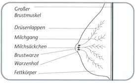 Brustzentrum Mulheim Oberhausen Thema Brusterkrankung Die Weibliche Brust