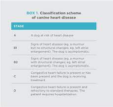 Congestive Heart Failure In Canines Today S Veterinary Practice