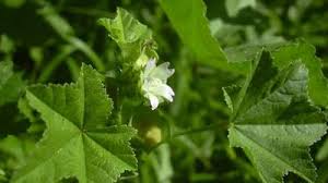 Image result for Malva