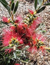 Image result for Grewia inaequilatera