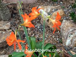 Image result for Hippeastrum puniceum