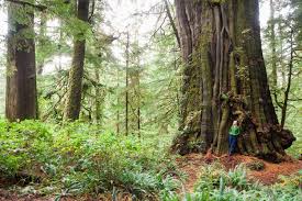 How old is the oldest tree in the world? Biggest Trees Ancient Forest Alliance