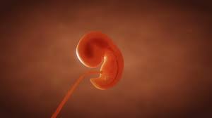 El Estado De Georgia Prohibe Abortar Si El Corazon Del Feto Late El Veedor Digital