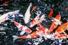 Harga pelet konishi super hi growth 2 kg pakan ikan koi impor floating. Mimpi Jual Ikan Koi Cara Budidaya Ikan Mas Koi Dan Peluangnya Kompasiana Com Ikan Belut Merupakan Ikan Yang Juga Tidak Bersisik Dan Memiliki Lendir Diseluruh Tubuhnya Goolik7