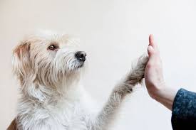New Study Shows Dog Owners Live Longer Healthier Lives Nsfw images are fine as long as they're funny and tasteful, but tag them as such and use your discretion. new study shows dog owners live longer