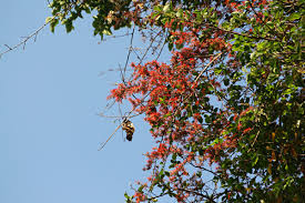 Image result for Combretum microphyllum