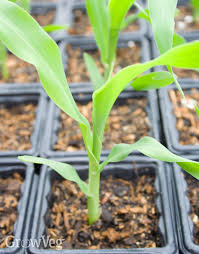 If you're just feeding your family, plant 1/3 of your seeds ten days apart (in adjacent blocks) over 30 days. Growing Sweet Corn From Sowing To Harvest