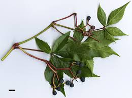 Image result for Parthenocissus quinquefolia