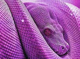 Purple Snake Serpiente Lila Purple Snake Purple Purple Trees