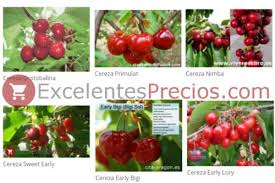 Check spelling or type a new query. Cherry Tree Varieties 50 Types Of Cherry Most Known