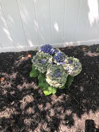 We did not find results for: My Hydrangeas Are Turning Green And Brown They Have Morning Sun And Afternoon Shade And I Water Them Once A Day Is This Result Of Too Much Water Or Not Enough Gardening
