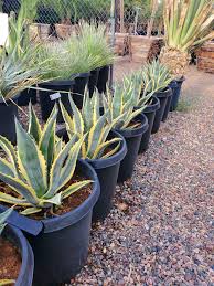 Image result for Agave