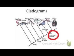 Ap Biology Cladogram Practice With Minions Youtube Ap Biology Reading Worksheets Biology