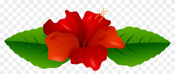 Red Hibiscus Transparent Png Clip Art Image Transparent Flowers Clipart Png 417478 Pikpng You can download from our site free files 125 png, hibiscus on transparent background. red hibiscus transparent png clip art