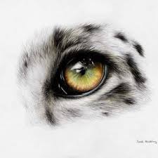 Finished My Snow Leopard Eye Polychromos Colour Pencils On Mixed Media Paper Eyes Artwork Leopard Eyes Leopard Art