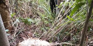 Mereka tidak tahu di balik tembok itu adalah kandang harimau. Macan Tutul Mangsa 11 Domba Di Lebak Warga Resah Merdeka Com