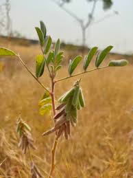 Image result for Indigofera astragalina