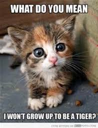Cute Kittens With Quotes Cute Animals Baby Animals Funny Animal Pictures