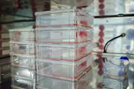 Animal cell culture as in vitro or lab propagation or growth of animal cells under controlled condition. 312 Animal Cell Culture Photos Free Royalty Free Stock Photos From Dreamstime