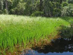 Image result for Oxycaryum