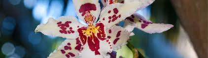 This is the official facebook page for the american. American Orchid Society Fairchild Tropical Botanic Garden