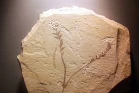 Image result for Trichoscypha silveirana