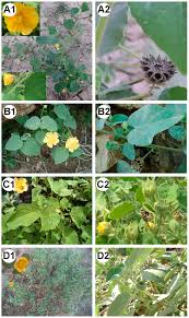 Image result for Cienfuegosia digitata