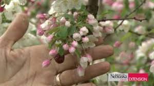 Grows to about 30 feet high. Crabapples Youtube