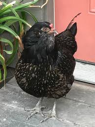 Check spelling or type a new query. Auracana Ameraucana What S The Difference Raising Chickens The Hen Blog Ameraucana Araucana Auracana Black Chicken Blue Green Eggs Difference Between Differences Easter Egger Good Layers What Do Ameraucanas Look Like What