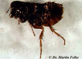 Flohe Im Garten Bekampfen Fur Dein Nachstes Umgestalten Von Flohe Mf Schadlingsbekampfung In Flohe Im Garten Bekampfen Schadlingsbekampfung Schadlinge Garten