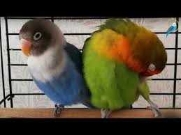 Pin En Agapornis