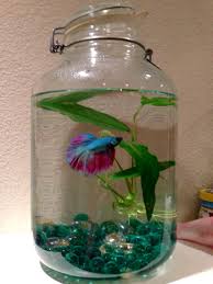 Upcycled Pickle Jar Into A Fish Bowl Meet Frilly Dilly My New Betta Diy Fish Tank Betta Fish Tank Betta Fish Bowl