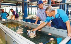 Ikan kelah merah, rawang, selangor. Hasil 51 741 Anak Kelah Harian Metro