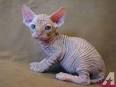 Sphynx Kittens For Sale by Reputable Breeders | Pets4You