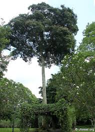 Image result for Hymenaea courbaril